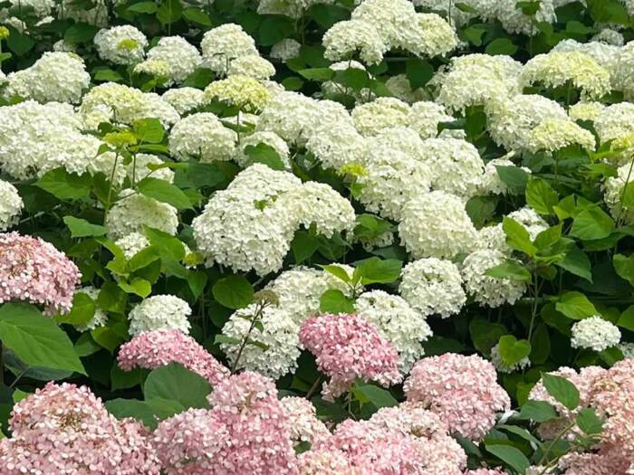 権現堂公園では紫陽花が見頃